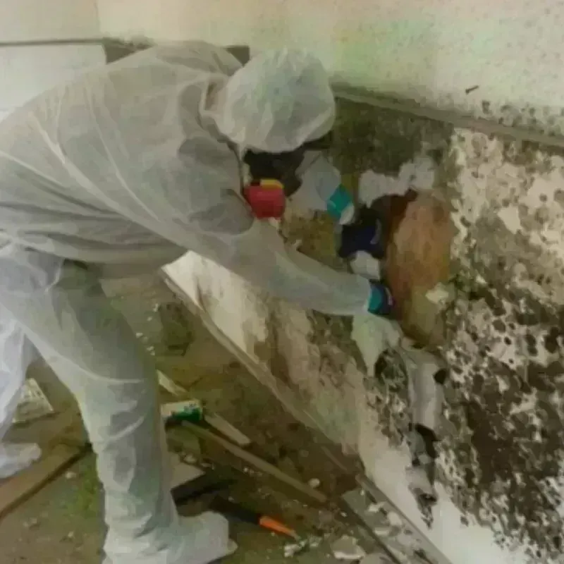 Mold Remediation and Removal in Shawsville, VA